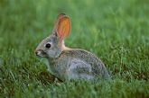 Agricultura solicita a los agricultores informes sobre los daños causados por la plaga de conejos