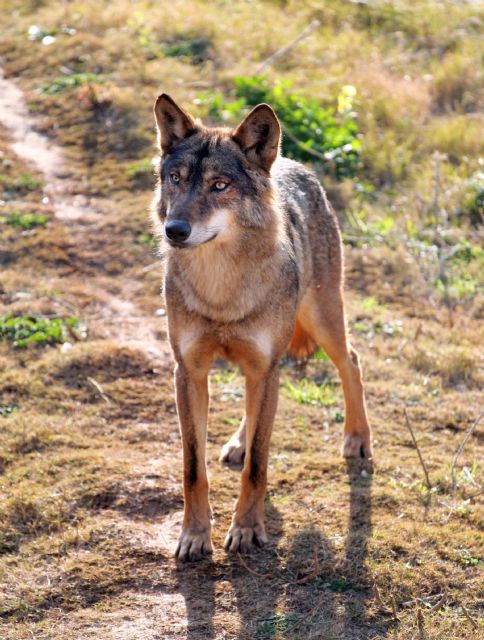 La veterinaria de Terra Natura Murcia aplica un tratamiento para curar a uno de los lobos de la manada - 1, Foto 1