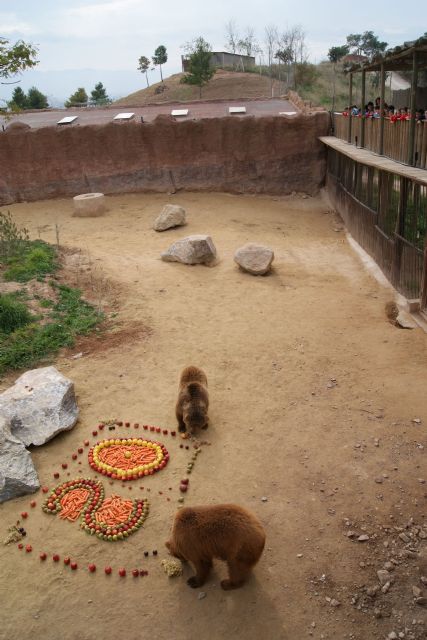 La osa Fabila de Terra Natura Murcia celebra su vigésimo aniversario con una tarta de fruta - 1, Foto 1