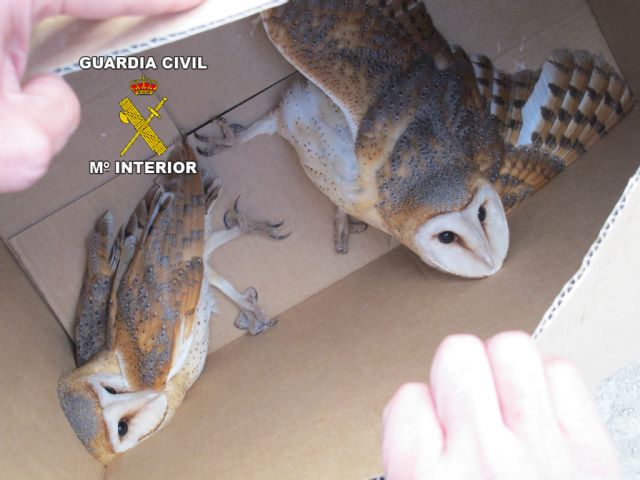 La Guardia Civil desmantela un criadero ilegal de aves rapaces - 1, Foto 1