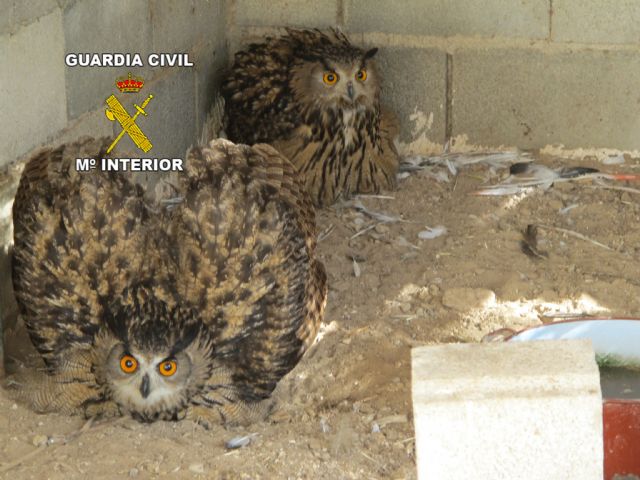 La Guardia Civil desmantela un criadero ilegal de aves rapaces - 4, Foto 4