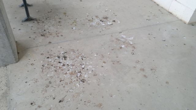 El PSOE lamenta el estado de abandono de emblemáticas instalaciones deportivas de Lorca - 3, Foto 3