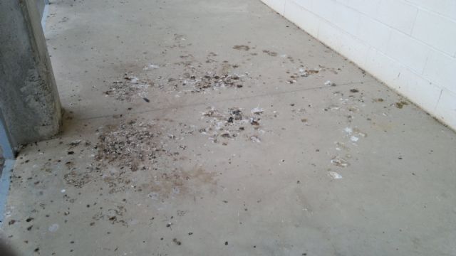 El PSOE lamenta el estado de abandono de emblemáticas instalaciones deportivas de Lorca - 4, Foto 4