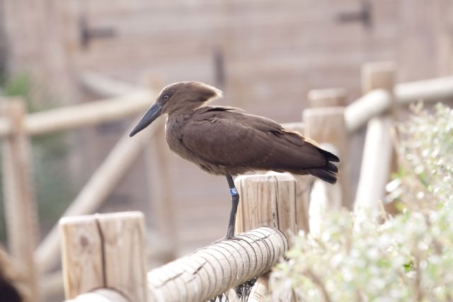 Terra Natura Murcia incorpora por primera vez a su aviario una pareja de aves martillo - 1, Foto 1