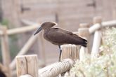 Terra Natura Murcia incorpora por primera vez a su aviario una pareja de aves martillo