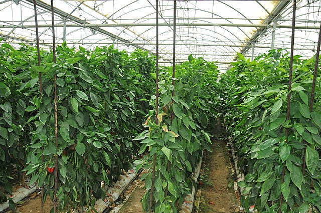 Agricultura promueve una campaña para el control biológico de la plaga del taladro del maíz en mil hectáreas de cultivo de pimiento - 1, Foto 1