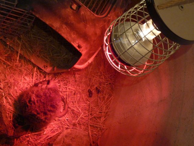 Terra Natura Murcia pone en marcha los sistemas de calefacción para proteger a los animales del frío - 1, Foto 1