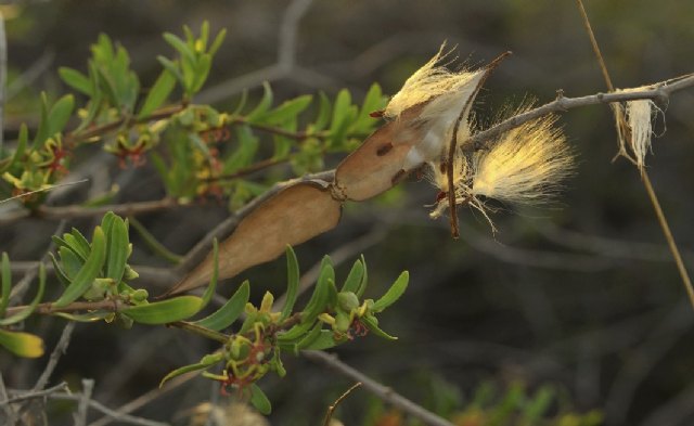 La X edición de la Travesía Fotográfica premia las mejores imágenes del Parque Regional de las Salinas - 2, Foto 2