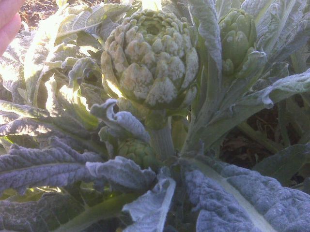 Graves daños en alcachofa, lechuga y brócoli a causa de las bajas temperaturas registradas en el Valle del Guadalentín y Campo de Cartagena, Foto 1