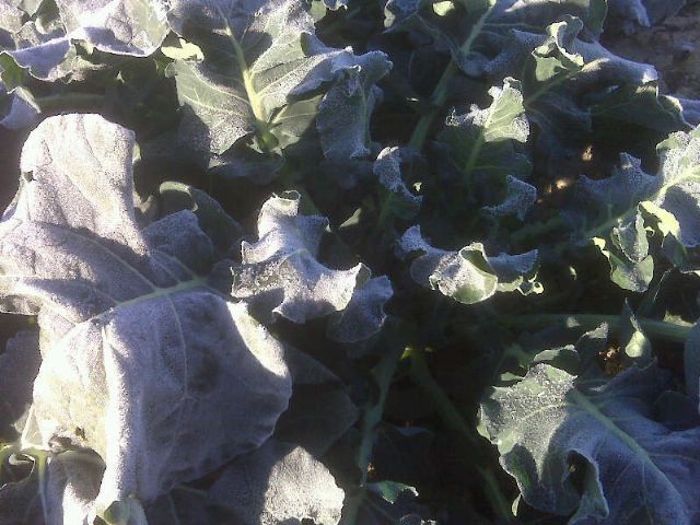 Graves daños en alcachofa, lechuga y brócoli a causa de las bajas temperaturas registradas en el Valle del Guadalentín y Campo de Cartagena, Foto 2