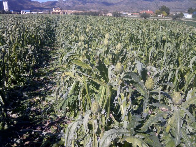 Graves daños en alcachofa, lechuga y brócoli a causa de las bajas temperaturas registradas en el Valle del Guadalentín y Campo de Cartagena, Foto 3