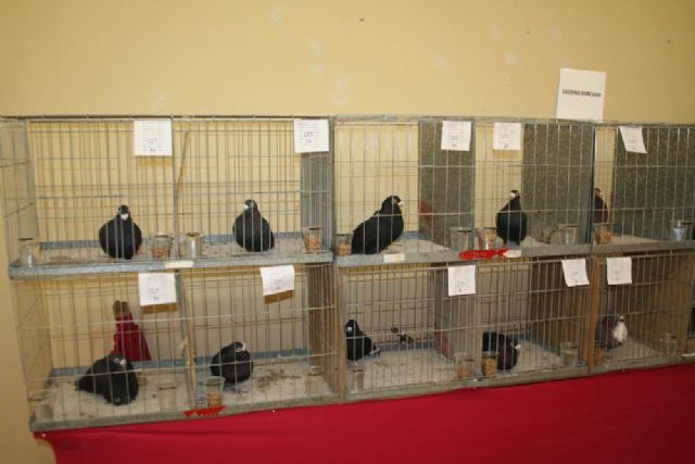 Los palomos de pura raza se miden en Cehegín - 1, Foto 1