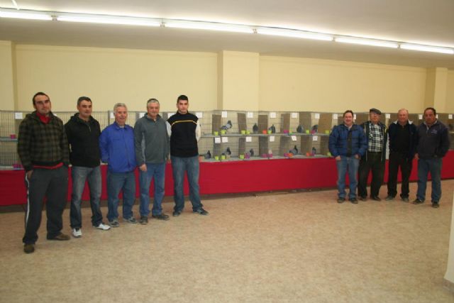 Los palomos de pura raza se miden en Cehegín - 2, Foto 2