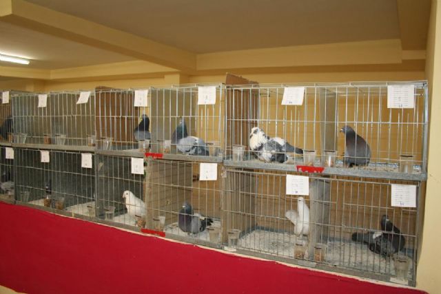 Los palomos de pura raza se miden en Cehegín - 3, Foto 3