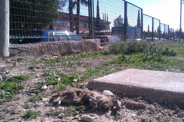 UXA denuncia que aparecen ratas muertas frente al colegio de primaria del Barrio del Carmen - 3, Foto 3