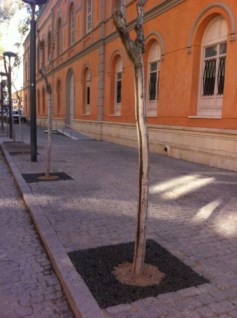 Todos los árboles de la Plaza del Romea cuentan ya con alcorque ecológico - 1, Foto 1