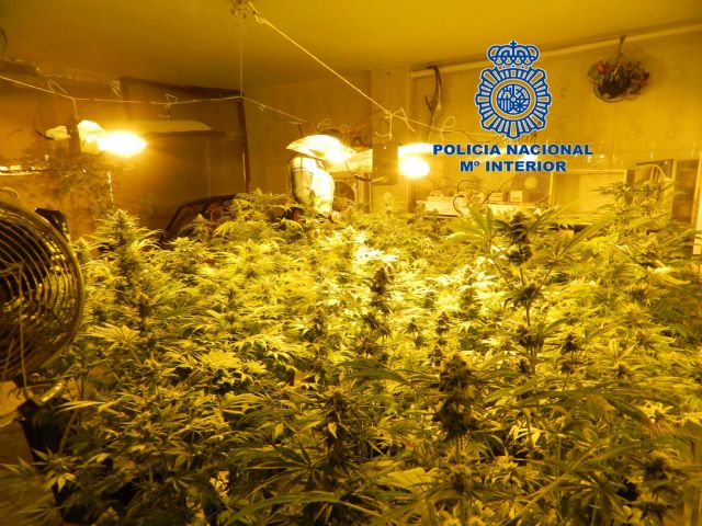 La Policía Nacional desmantela dos plantaciones de marihuana en dos viviendas de Cartagena y La Unión - 1, Foto 1