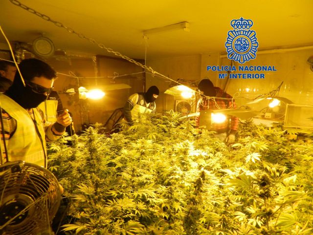 La Policía Nacional desmantela dos plantaciones de marihuana en dos viviendas de Cartagena y La Unión - 2, Foto 2