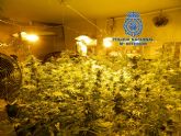 La Polica Nacional desmantela dos plantaciones de marihuana en dos viviendas de Cartagena y La Unin