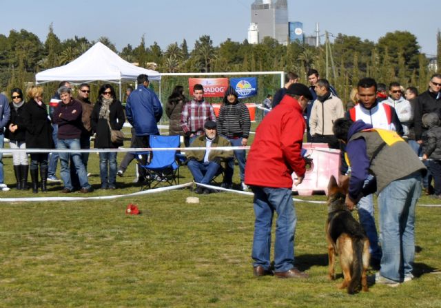 Los más bellos pastores alemanes, en Las Torres de Cotillas - 1, Foto 1