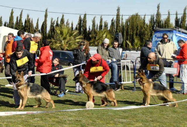 Los más bellos pastores alemanes, en Las Torres de Cotillas - 2, Foto 2