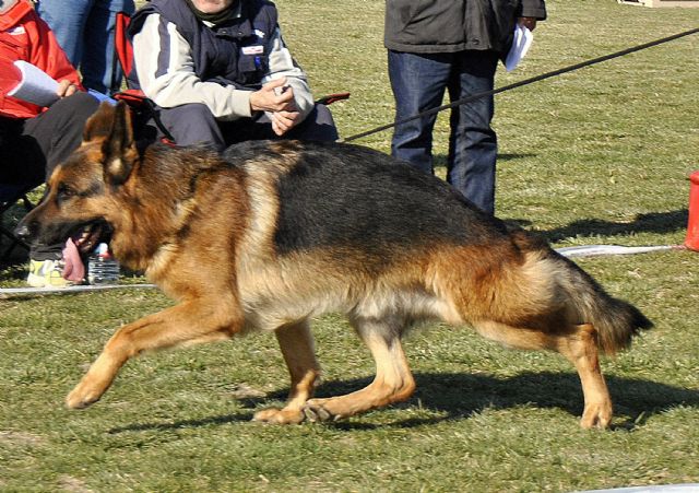Los más bellos pastores alemanes, en Las Torres de Cotillas - 3, Foto 3