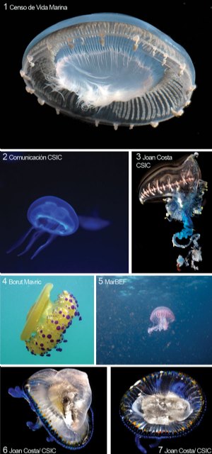 Un estudio cuestiona las teorías sobre el aumento global de medusas - 1, Foto 1