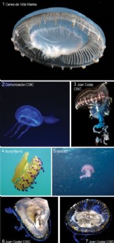 Un estudio cuestiona las teoras sobre el aumento global de medusas