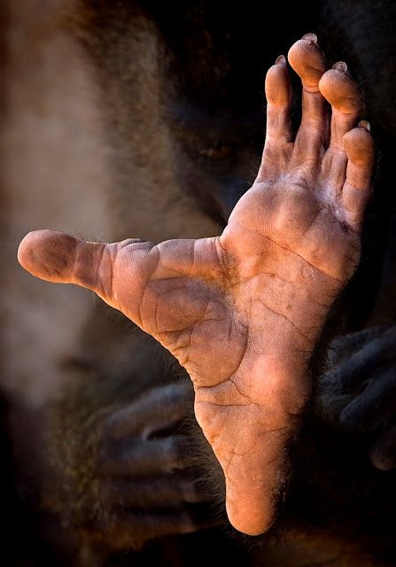 Pedro Sandaraca inaugura la Exposición Fotográfica FUSION en el Plazza Café de Cartagena - 2, Foto 2