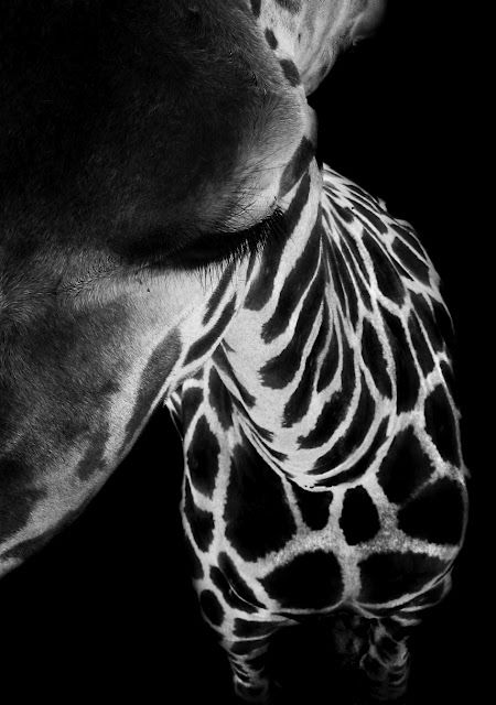 Pedro Sandaraca inaugura la Exposición Fotográfica FUSION en el Plazza Café de Cartagena - 3, Foto 3