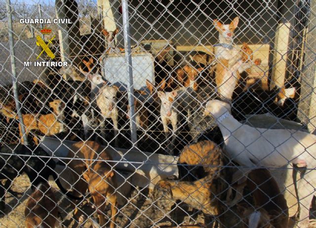 La Guardia Civil desmantela un albergue clandestino de perros y detiene a su propietario por maltrato animal - 2, Foto 2