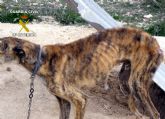 La Guardia Civil desmantela un albergue clandestino de perros y detiene a su propietario por maltrato animal