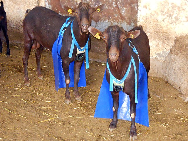 Agricultura participa en un proyecto europeo para la producción de leche de cabra libre de hormonas - 1, Foto 1