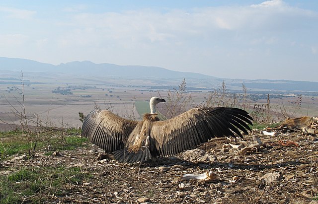 Presidencia libera un alcatraz atlántico y un buitre leonado tras su paso por el Centro de Recuperación de Fauna Silvestre - 1, Foto 1
