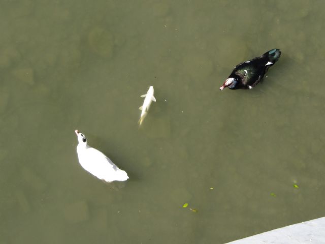 IU-Verdes denuncia la presencia de peces muertos en el río Segura - 1, Foto 1