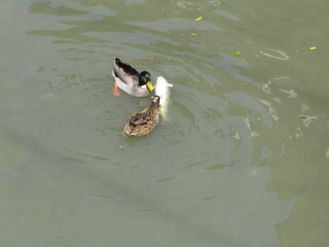IU-Verdes denuncia la presencia de peces muertos en el río Segura - 2, Foto 2
