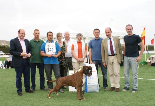Puerto Lumbreras acogerá el próximo fin de semana una Exhibición del Bóxer Club España y un Concurso Nacional Canino con más de 500 perros - 1, Foto 1