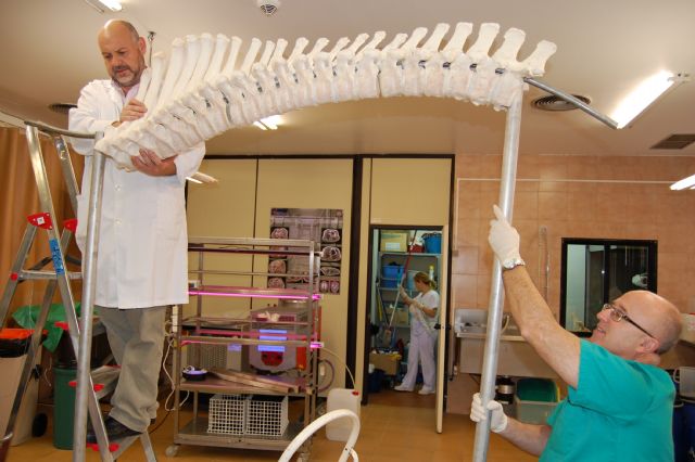 Completan el montaje del esqueleto de elefante para el Museo Anatómico Veterinario - 1, Foto 1