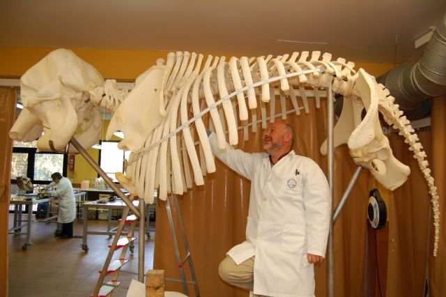 Completan el montaje del esqueleto de elefante para el Museo Anatómico Veterinario - 2, Foto 2