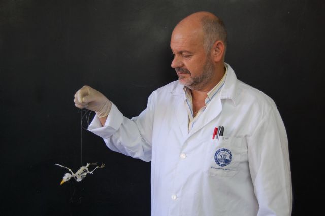 Completan el montaje del esqueleto de elefante para el Museo Anatómico Veterinario - 3, Foto 3