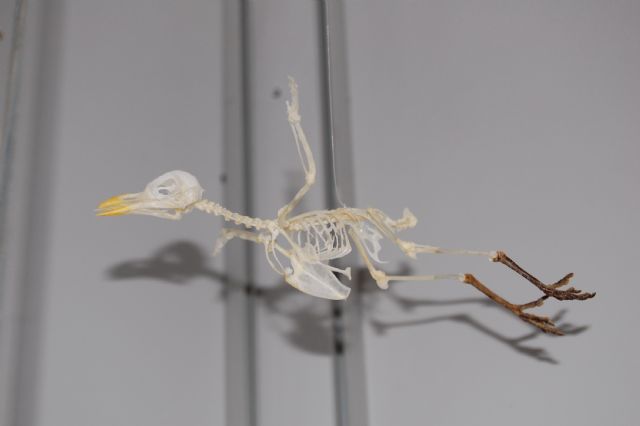 Completan el montaje del esqueleto de elefante para el Museo Anatómico Veterinario - 4, Foto 4