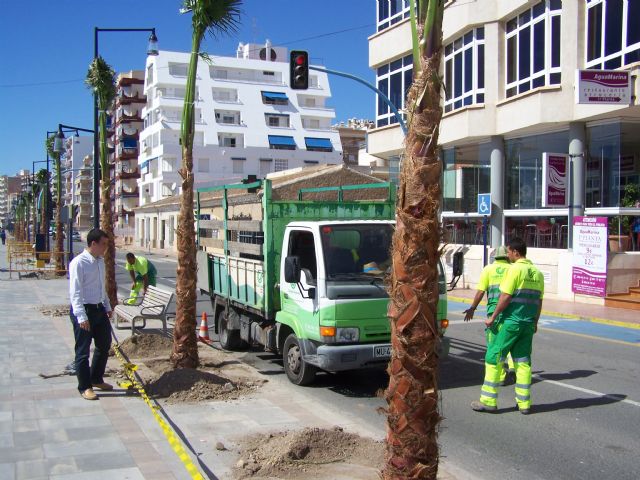 El Ayuntamiento de Águilas planta una veintena de palmeras en el Paseo Marítimo de Levante - 1, Foto 1