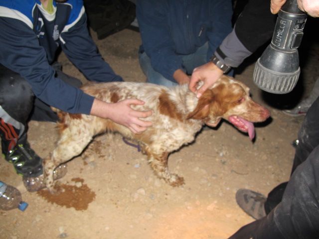 El dueño de la perra tirada viva a un pozo de 30 metros de profundidad será juzgado - 1, Foto 1