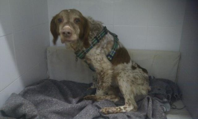 El dueño de la perra tirada viva a un pozo de 30 metros de profundidad será juzgado - 3, Foto 3