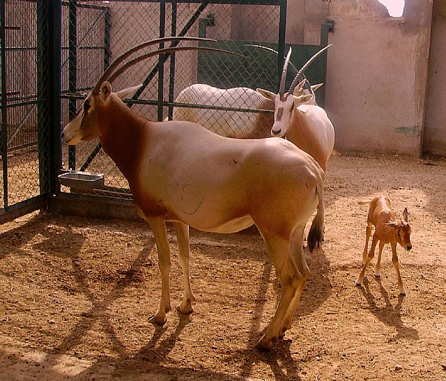El parque de naturaleza Terra Natura Murcia acoge el nacimiento de dos nuevas crías de orix blanco - 1, Foto 1