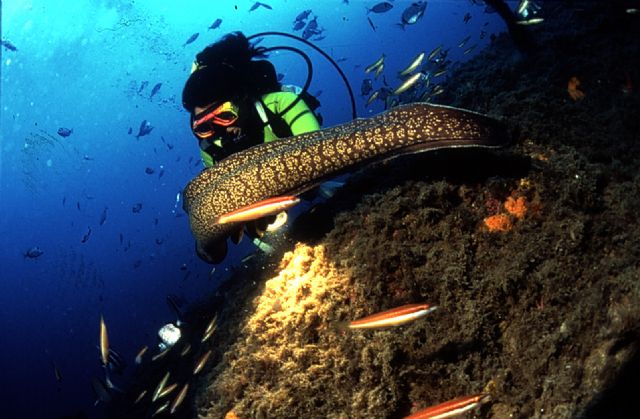 Águilas acude este fin de semana a la Feria de Turismo de Buceo 'Dive Travel Show' de Madrid - 1, Foto 1