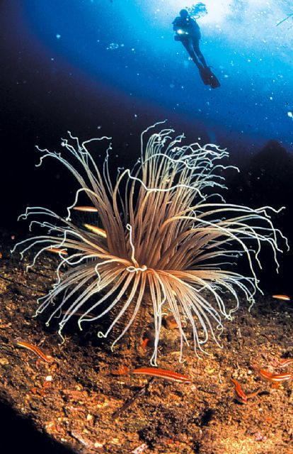 Águilas acude este fin de semana a la Feria de Turismo de Buceo 'Dive Travel Show' de Madrid - 2, Foto 2