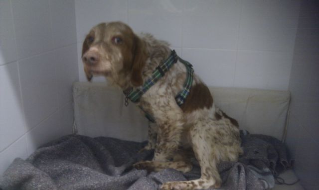 El hombre que lanzó a su perra a un pozo de 30 metros para matarla pagará una sanción administrativa al no considerarse delito ni maltrato - 2, Foto 2