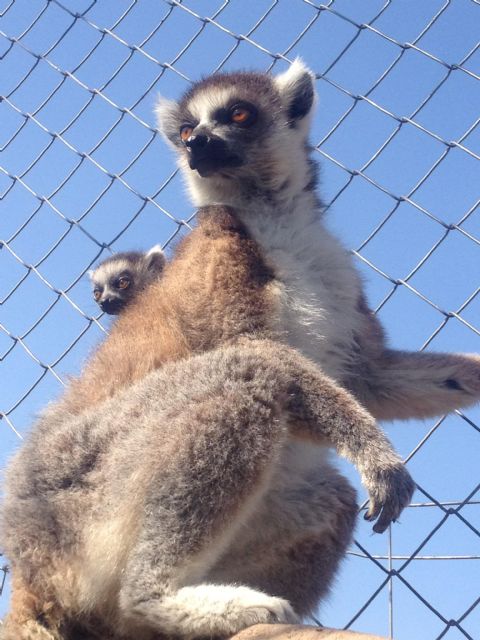 Terra Natura Murcia celebra el primer nacimiento de un lémur de cola anillada en sus instalaciones - 1, Foto 1