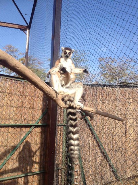 Terra Natura Murcia celebra el primer nacimiento de un lémur de cola anillada en sus instalaciones - 2, Foto 2
